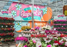 The 60s and 70s celebrated SuperCal® Petunias (a featured in this picture), Celosia, Zinnia, and Gerbera with daisies, disco balls and... see next slide -->